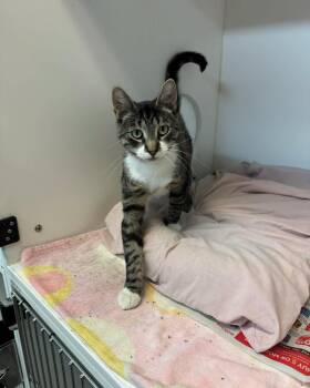 Claire -  Domestic Short Hair Cat for Adoption in Bloomfield, New Jersey - Claire | PetCurious