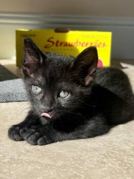 Domestic Short Hair Cats Available for Adoption in Vacaville, California - Prescott | PetCurious