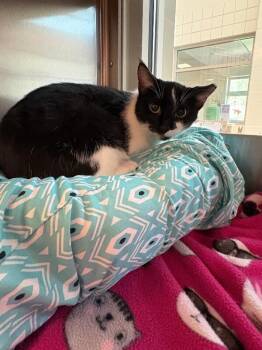 Pixie -  Domestic Short Hair Cat for Adoption in Disputanta, Virginia - Pixie | PetCurious