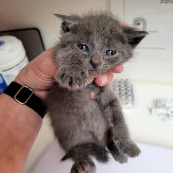 Anise -  Domestic Short Hair Cat for Adoption in Belfair, Washington - Anise | PetCurious