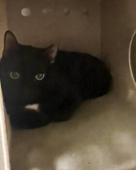 Domestic Short Hair Cats Available for Adoption - Brett | PetCurious