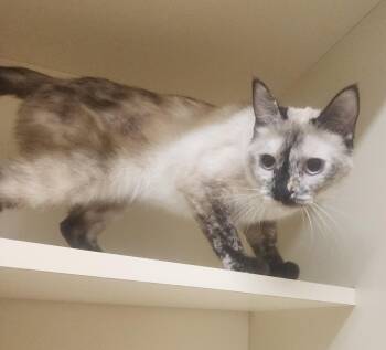 Rescue Siamese Cats for Adoption in Ridgecrest, California - 25-194 | PetCurious
