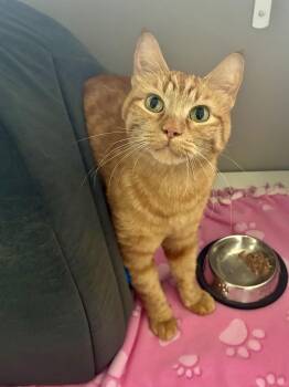Hobbs -  Domestic Short Hair Cat for Adoption in Jamestown, North Dakota - Hobbs | PetCurious