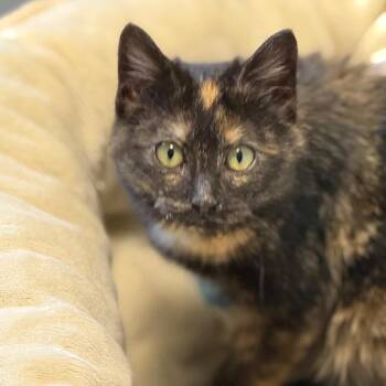 Domestic Short Hair Cats Available for Adoption - Tortillia | PetCurious
