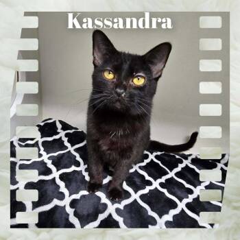 Kassandra -  Domestic Short Hair Cat for Adoption in Sullivan, Indiana - Kassandra | PetCurious
