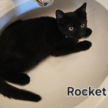 Rocket -  Domestic Short Hair Cat for Adoption in Cincinnati, Ohio - Rocket | PetCurious
