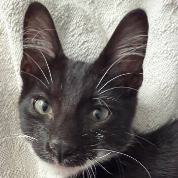Frodo -  Domestic Short Hair Cat for Adoption in Chaska, Minnesota - Frodo | PetCurious