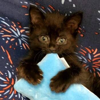 Tuna Cracker -  Domestic Short Hair Cat for Adoption in Cheyenne, Wyoming - Tuna Cracker | PetCurious