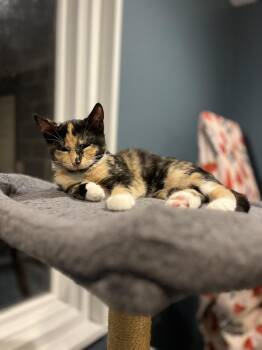 Rescue Domestic Short Hair and American Shorthair Cats for Adoption - Suzy Q & Little Deb | PetCurious