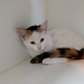 Confetti -  Domestic Medium Hair Cat for Adoption in Jefferson City, Tennessee - Confetti | PetCurious
