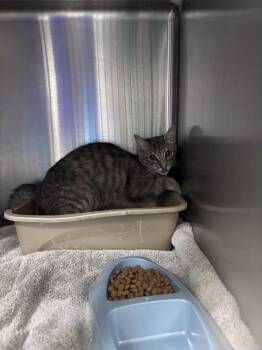 Lady bug -  Domestic Short Hair Cat for Adoption in Burgaw, North Carolina - Lady Bug | PetCurious