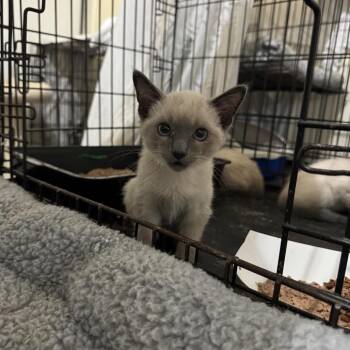 Pound Cake -  Siamese Cat for Adoption in Los Angeles, California - Pound Cake | PetCurious