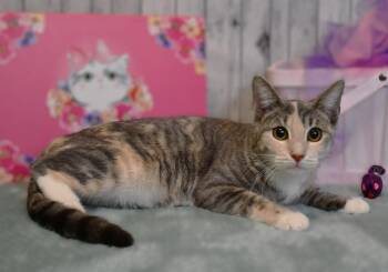 Vera -  Domestic Short Hair Cat for Adoption in Roanoke, Texas - Vera | PetCurious