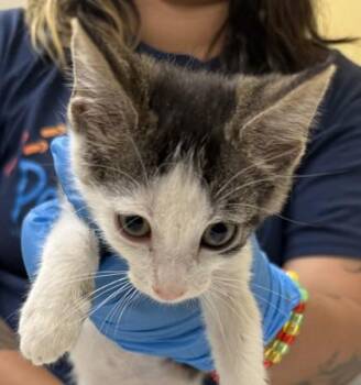 Nona -  Domestic Short Hair Cat for Adoption in Honolulu, Hawaii - Nona | PetCurious