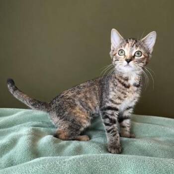 Junebug -  Domestic Short Hair Cat for Adoption in San Antonio, Texas - Junebug | PetCurious