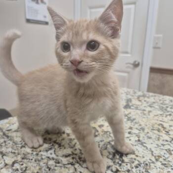 KITTEN Winkin (Male) -- VISIT ME AT CRABAPPLE KNOLL VET CLINIC -  Domestic Short Hair Cat for Adoption in Alpharetta, Georgia - KITTEN Winkin (Male) -- VISIT ME AT CRABAPPLE KNOLL VET CLINIC | PetCurious