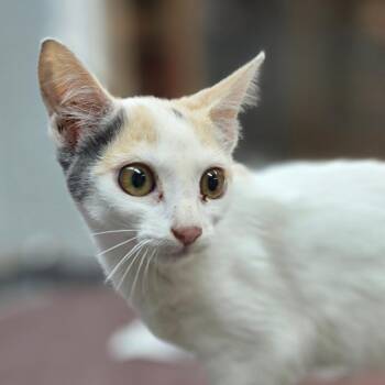 Pebble -  Domestic Short Hair Cat for Adoption in Buellton, California - Pebble | PetCurious