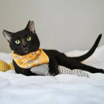 Caviar -  Bombay Cat for Adoption in Coral Gables, Florida - Caviar | PetCurious
