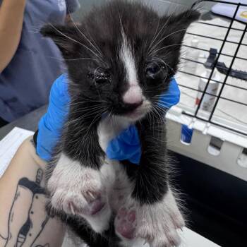 Jack -  Domestic Short Hair Cat for Adoption in Summerville, South Carolina - Jack | PetCurious