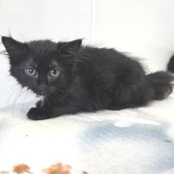 Pinky -  Domestic Long Hair Cat for Adoption in Fort Wayne, Indiana - Pinky | PetCurious
