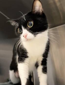 Domestic Short Hair Cats Available for Adoption in Stratham, New Hampshire - Mrs. Hare | PetCurious