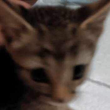 Thor -  Domestic Short Hair Cat for Adoption in Marion, Illinois - Thor | PetCurious