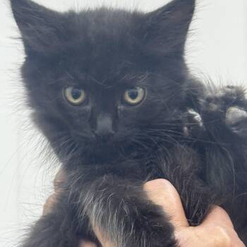 Nippers -  Domestic Short Hair Cat for Adoption in Sonora, California - Nippers | PetCurious