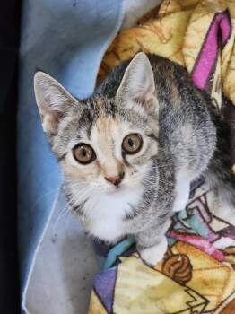 Rescue Tortoiseshell Cats for Adoption in Greensboro, North Carolina - Raisin | PetCurious