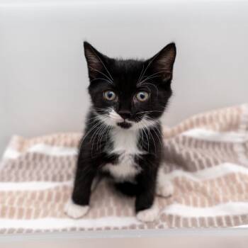 Textbook -  Domestic Short Hair Cat for Adoption in New York, New York - Textbook | PetCurious