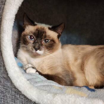 Seal -  Oriental Short Hair and Siamese Cat for Adoption in Toms Brook, Virginia - Seal | PetCurious