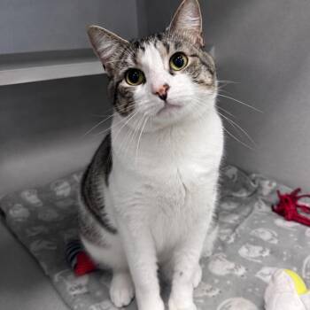 Budweiser -  Domestic Short Hair Cat for Adoption in Mount Vernon, Indiana - Budweiser | PetCurious