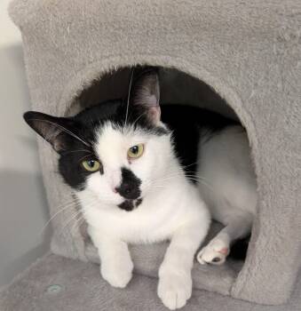 Rory -  Domestic Short Hair Cat for Adoption in Chuckey, Tennessee - Rory | PetCurious