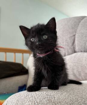 Domestic Short Hair Cats Available for Adoption in Decorah, Iowa - Ivy-COME MEET ME | PetCurious