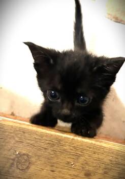 Cats for Adoption - Plain Jane (Janey) | PetCurious