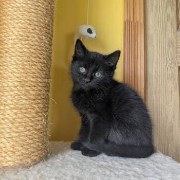 Robert the Bruce -  Domestic Medium Hair Cat for Adoption in Johnson City, Tennessee - Robert The Bruce | PetCurious