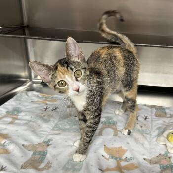 Dolly -  Domestic Short Hair Cat for Adoption in St. Louis, Missouri - Dolly | PetCurious