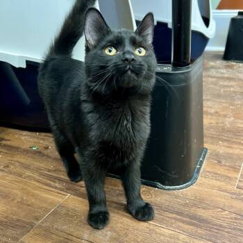 Rescue Domestic Short Hair Cats for Adoption in Mount Laurel Township, New Jersey - Crumbl | PetCurious