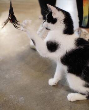 Boogie(BONDED PAIR) -  Domestic Short Hair Cat for Adoption in Bolton, Connecticut - Boogie(BONDED PAIR) | PetCurious