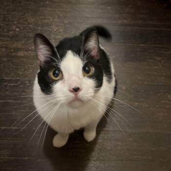 Miss Nova -  Domestic Short Hair Cat for Adoption in Los Angeles, California - Miss Nova | PetCurious