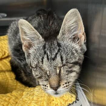 Bscut -  Domestic Short Hair Cat for Adoption in Dearborn, Michigan - Bscut | PetCurious