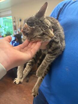 Domestic Short Hair and Mixed Breed Cats Available for Adoption in Greenville, Texas - Cat Condo #16 | PetCurious