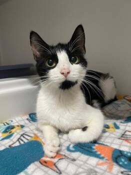 Rescue Domestic Short Hair Cats for Adoption in Hayward, Wisconsin - Darling | PetCurious