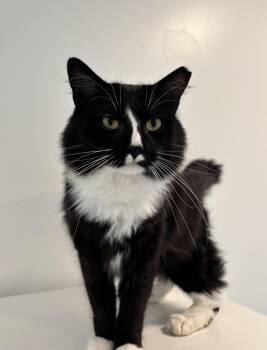 Rescue Domestic Medium Hair Cats for Adoption in Chicago, Illinois - David Growl | PetCurious