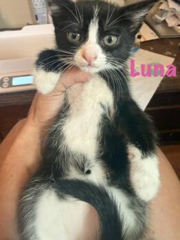 Luna -  Domestic Short Hair Cat for Adoption in Ruskin, Florida - Luna | PetCurious