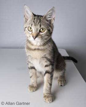 Sauvage -  Domestic Short Hair Cat for Adoption in Maryville, Tennessee - Sauvage | PetCurious