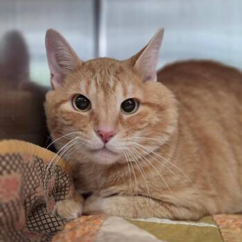 Nipsey -  Domestic Short Hair Cat for Adoption in Kennebunk, Maine - Nipsey | PetCurious