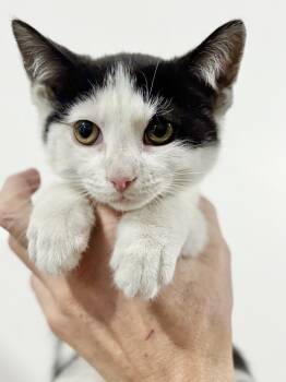 Rescue Domestic Short Hair Cats for Adoption in East Greenville, Pennsylvania - Connor | PetCurious