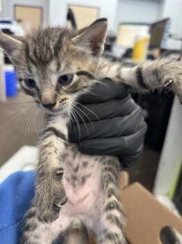 BROCK -  Domestic Short Hair Cat for Adoption in Dallas, Texas - BROCK | PetCurious