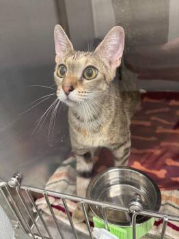 Domestic Short Hair Cats Available for Adoption in Clarksville, Tennessee - Genevieve | PetCurious