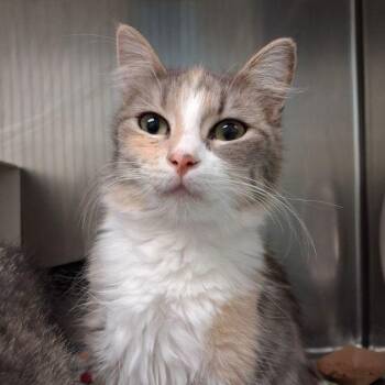 Domestic Short Hair Cats Available for Adoption - Beauty | PetCurious